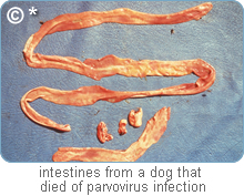 Zoetis - Important Canine Infectious Diseases | Zoetis ZA